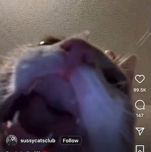 Meet your Posher, Genesis